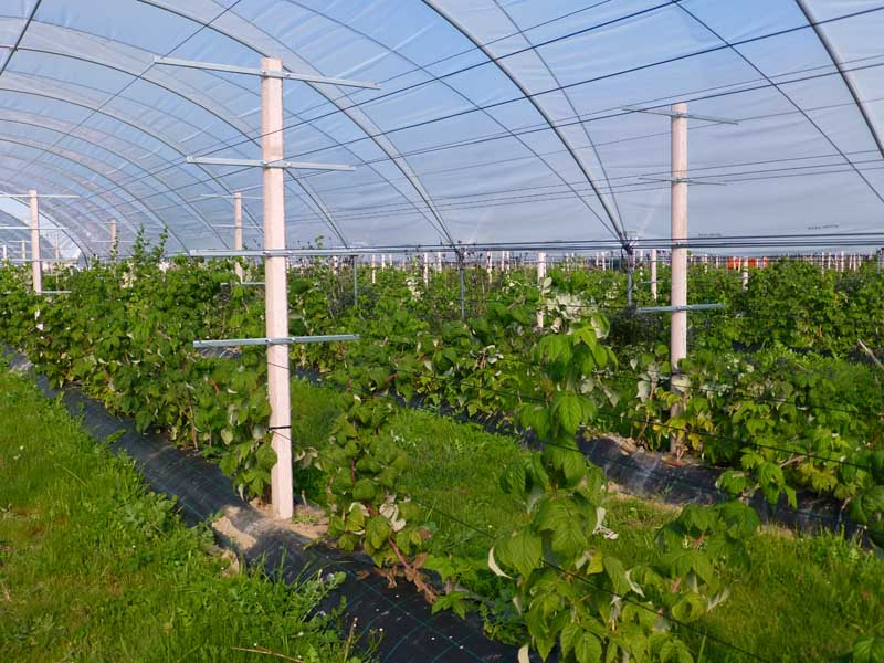 Plantation of red fruits with poles / mainstays Previcon